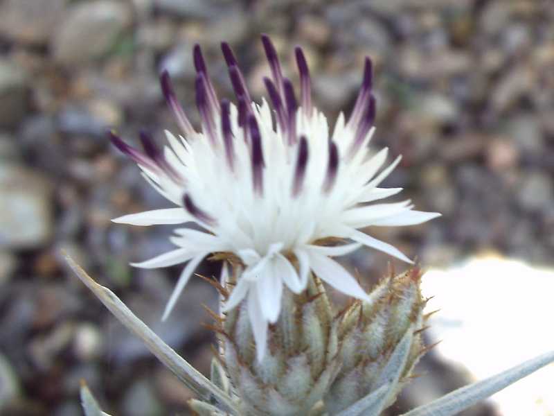 Centaurea horrida / Fiordaliso spinoso